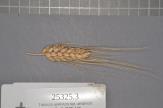 Click for 3 image(s) for this accession. Spike